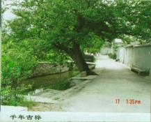 15  千年古榉